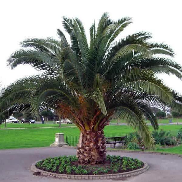 As folhagens da palmeira-das-canárias podem alcançar até 16 metros de altura