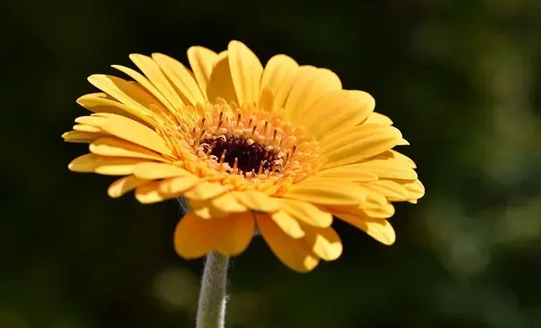 Decore sua casa com flores amarelas de gérbera