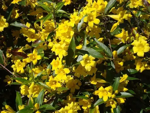 Flores amarelas de Jasmim-Carolina em plena floração