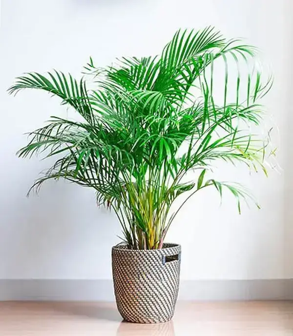 Mini coqueiro de jardim da espécie areca-bambu em vaso