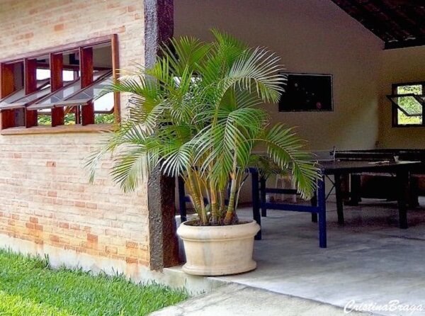 Mini coqueiro de jardim da espécie areca-bambu na entrada de casa
