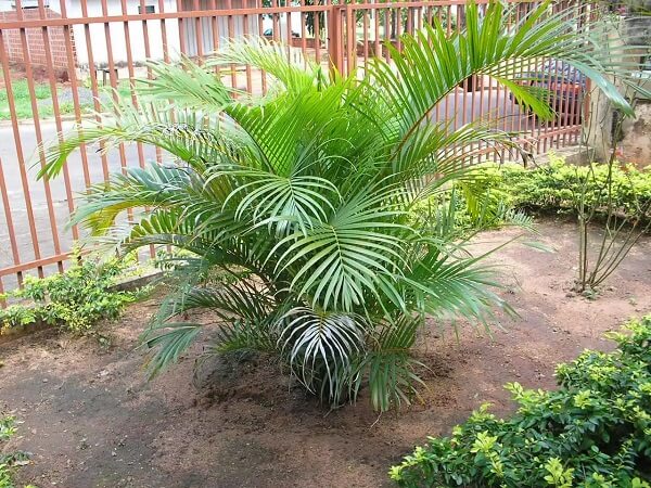 Muda de coqueiro de jardim plantada no terraço da casa