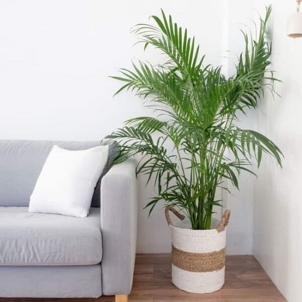 O coqueiro de jardim da espécie areca-bambu decora a sala de estar