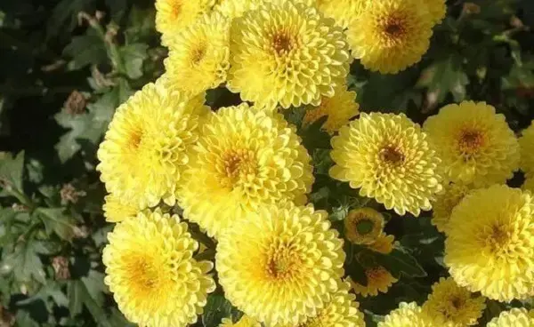 Flores Amarelas: 12 Espécies Para Iluminar Sua Decoração