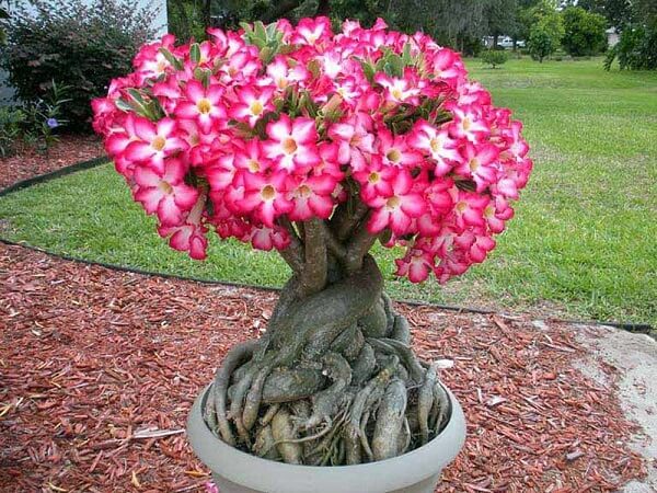 A Rosa do Deserto é uma das plantas com flores que gostam de sol