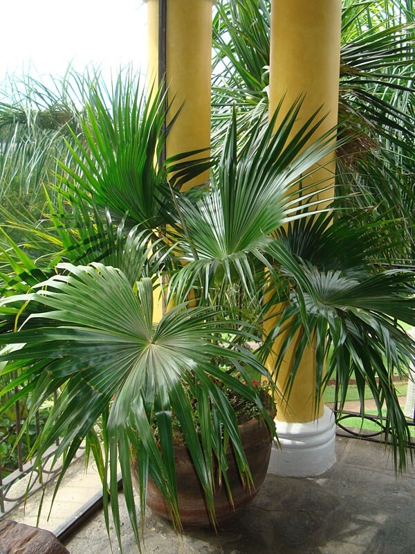 Varanda decorada com palmeira leque da china.