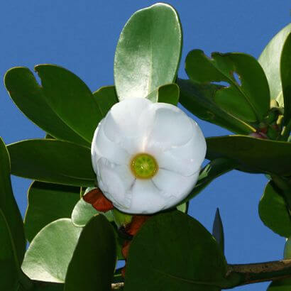 Clusia com flor branca