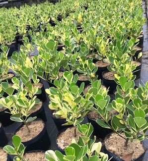 Mudas de clusia variegata para plantar no jardim