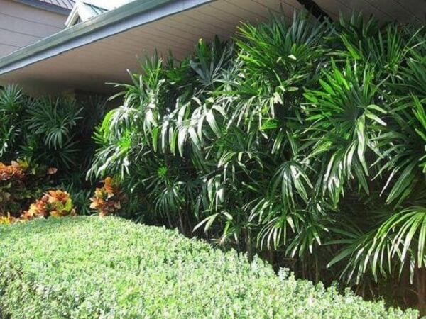 O coqueiro de jardim da espécie ráfia também é muito utilizada como um tipo de revestimento para parede
