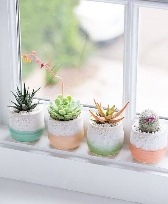 Plantas pequenas na janela