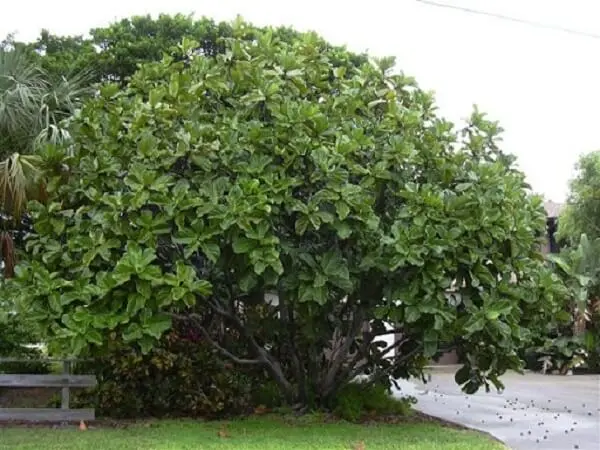 A ficus lyrata árvore pode atingir até 15 metros de altura
