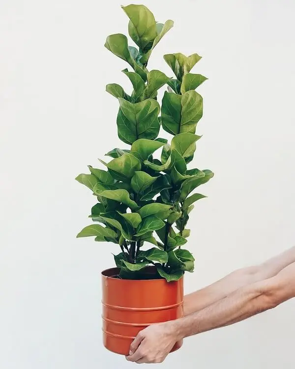 A planta ficus lyrata bambino é direcionada para cultivo em vaso
