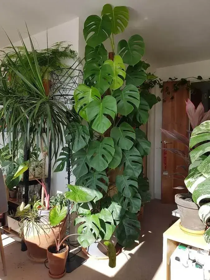 Urban Jungle: Vivendo com Plantinhas Dentro de Casa