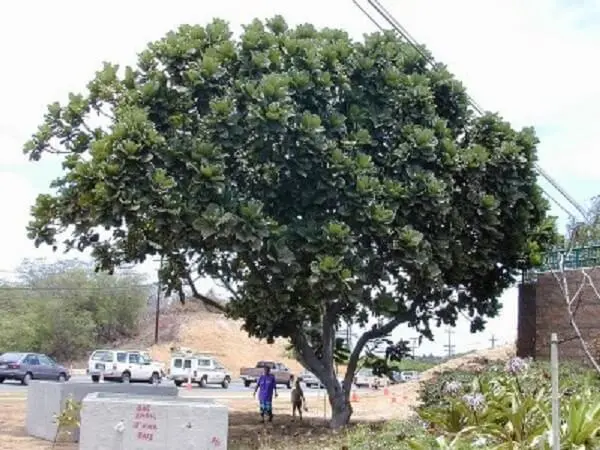 Ficus lyrata grande cultivada em área externa