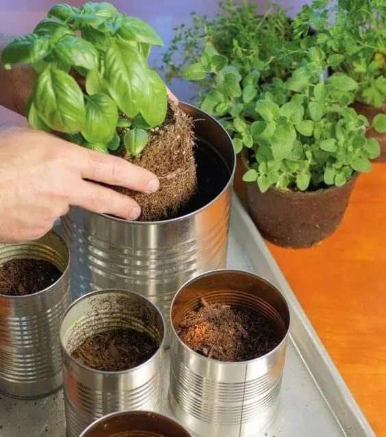 O manjericão pode ser facilmente cultivado dentro de vasos