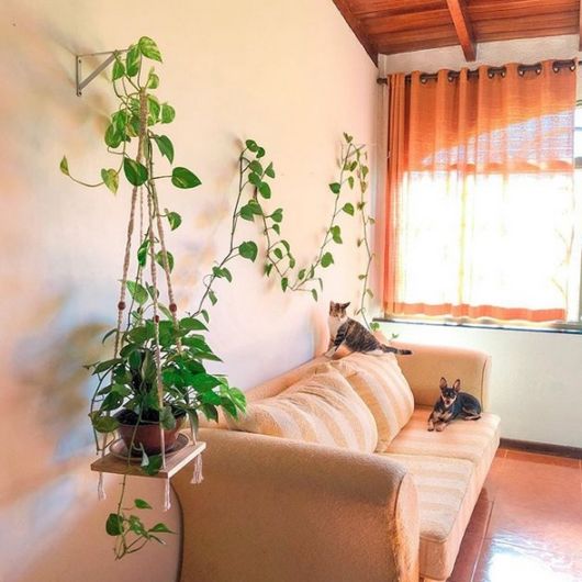 Sala de estar decorada com planta jiboia pendente