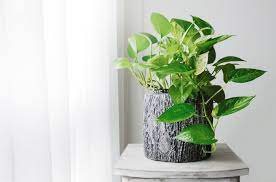 Vaso de planta jiboia verde bonito