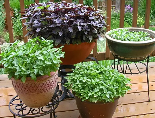 Você pode cultivar diferentes tipos de manjericão em casa