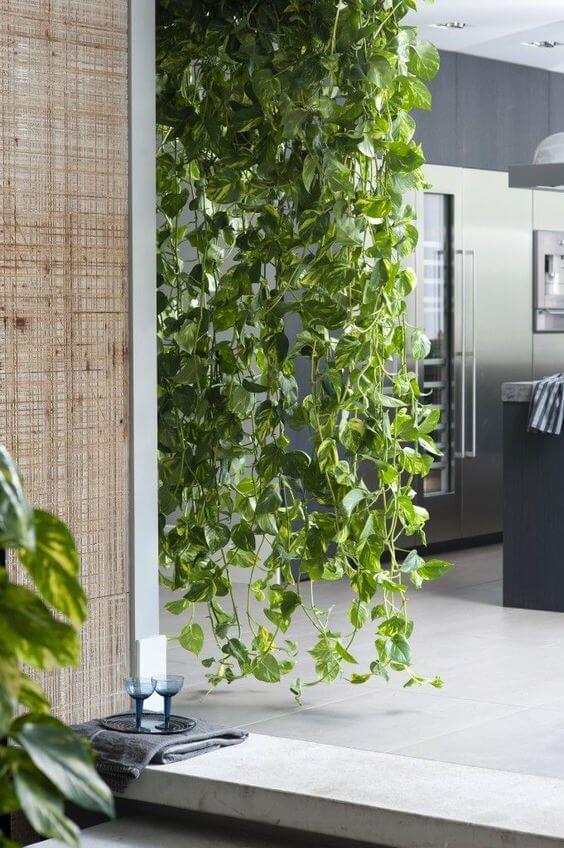 Cozinha moderna decorada com planta jiboia