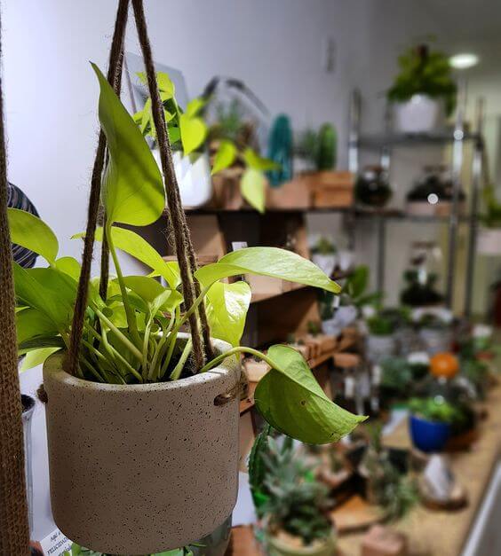 Decoração com vasos de plantas em casa