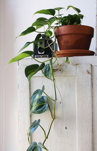 Planta jiboia na decoração rústica