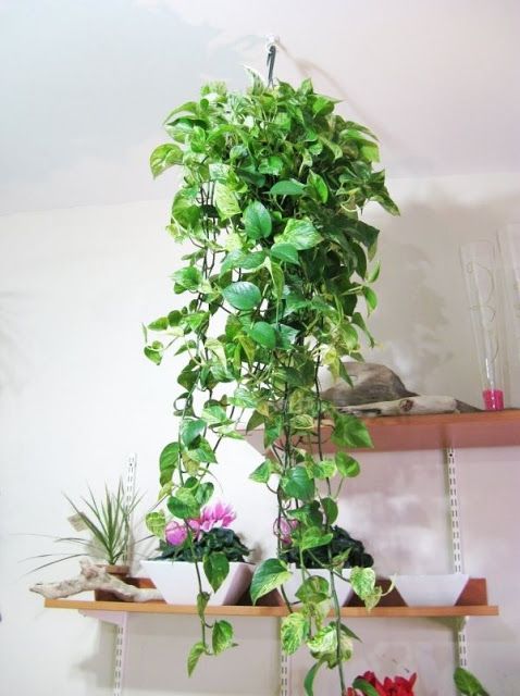 Planta jiboia na decoração de casa