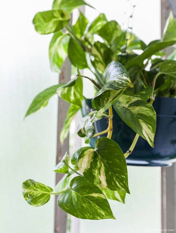 Use a planta jiboia para decorar os quatro cantos da sua casa 