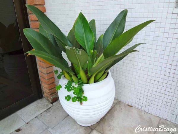 Escolha um belo vaso para colocar suas plantas