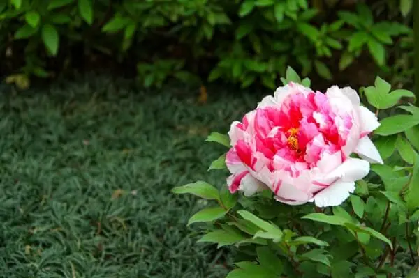 A flor de Peônia se destaca no jardim