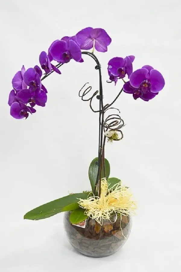 Flor Roxa: Tipos de Flores, Significado e +45 Ideias de Arranjos Lindos