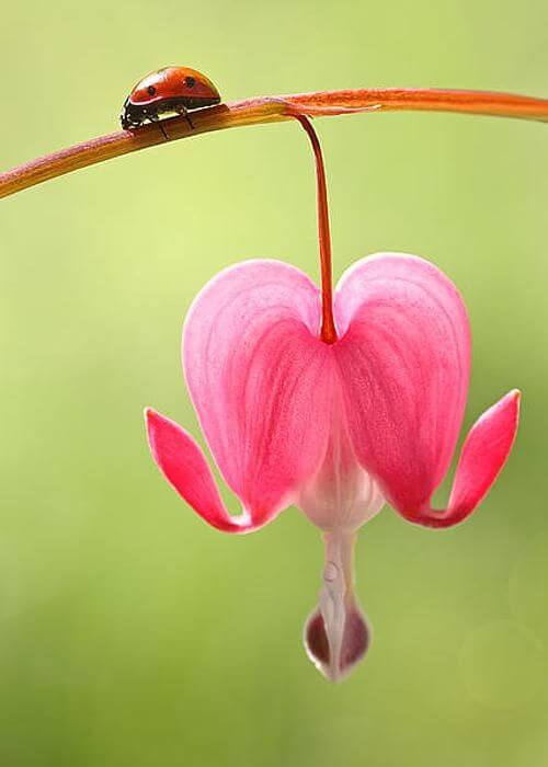A flor coração sangrento é exótica e linda para incluir no jardim