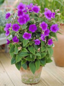 Flor Roxa Tipos De Flores Significado E Ideias De Arranjos Lindos