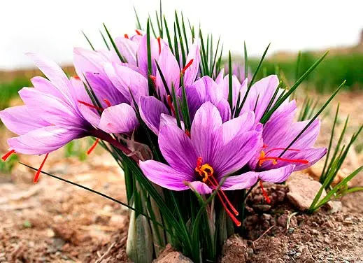 A flor de açafrão é exótica e cara