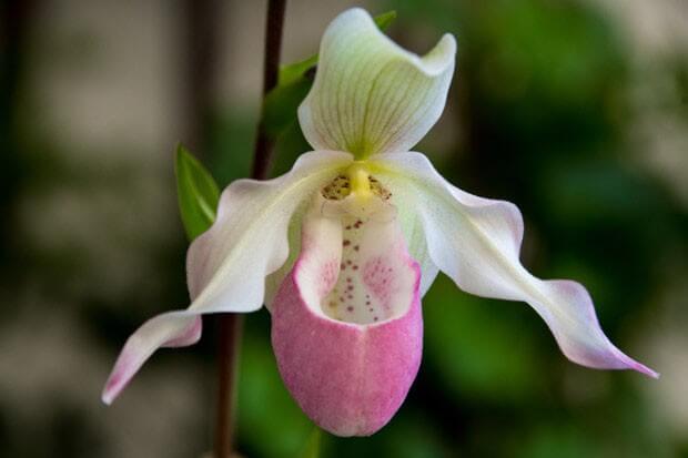 Flor exótica orquídea sapatinha rosa e branco