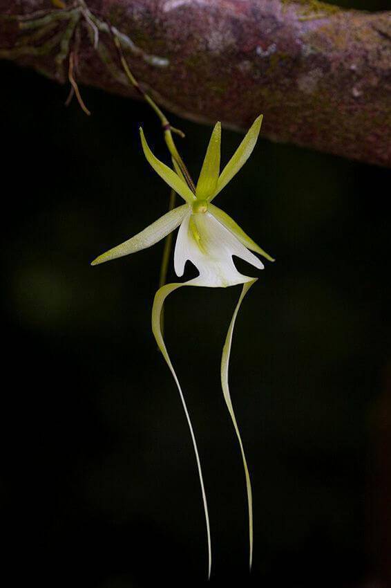 Flores exóticas: Orquídea fantasma