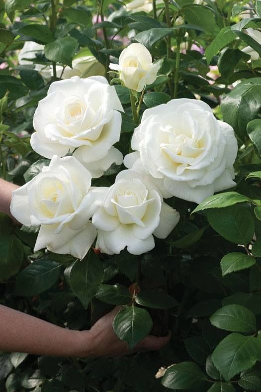Rosa branca no jardim bonito