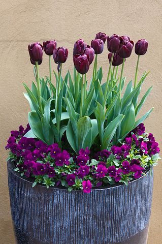 Tulipa e violeta no vaso moderna