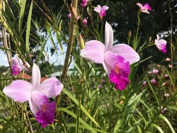 A floração da orquídea bambu deixa o jardim alegre