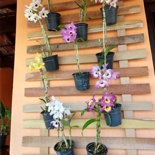 A floreira de parede de madeira sustenta lindas orquídeas