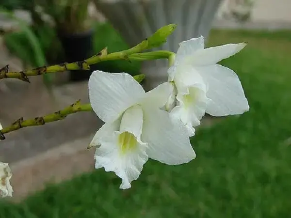 A orquídea bambu branca se destaca no jardim