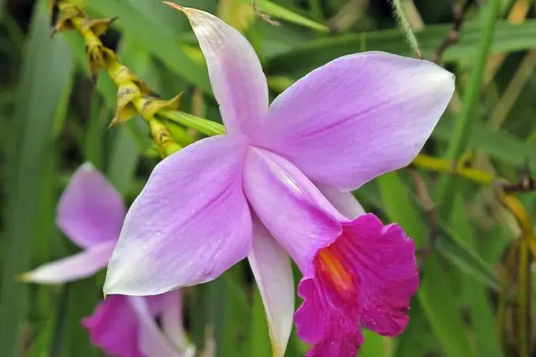 A orquídea bambu é uma planta muito resistente