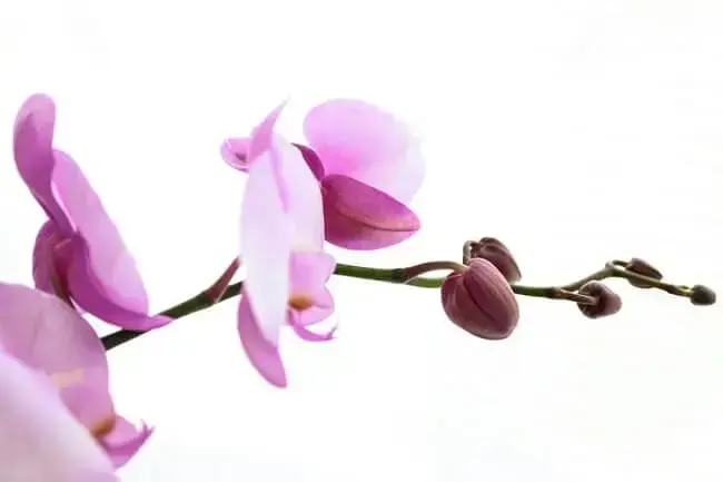 A orquídea é uma das plantas para decorar a sala de estar que pode ser colocada sobre uma mesa de centro ou aparador