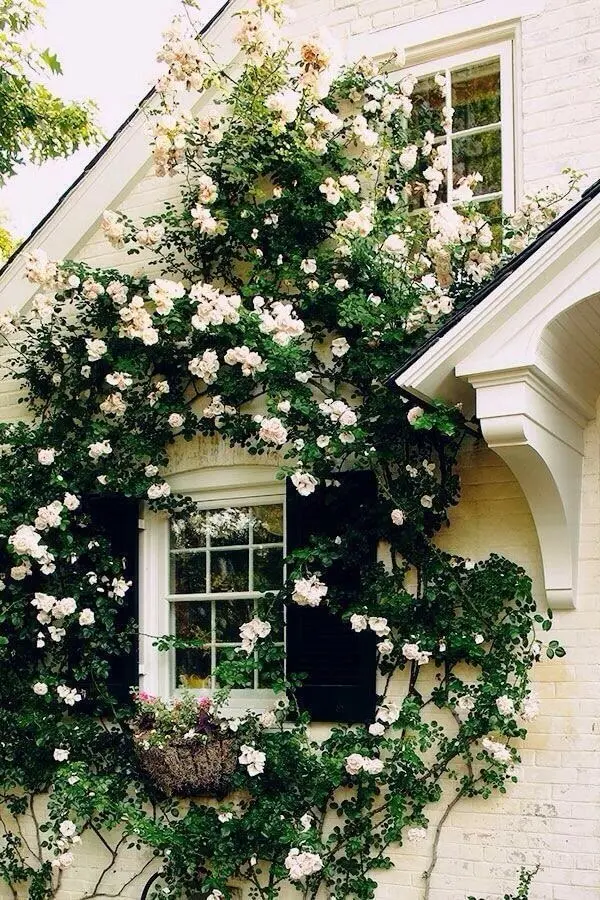 A rosa trepadeira branca se destaca na janela da residência