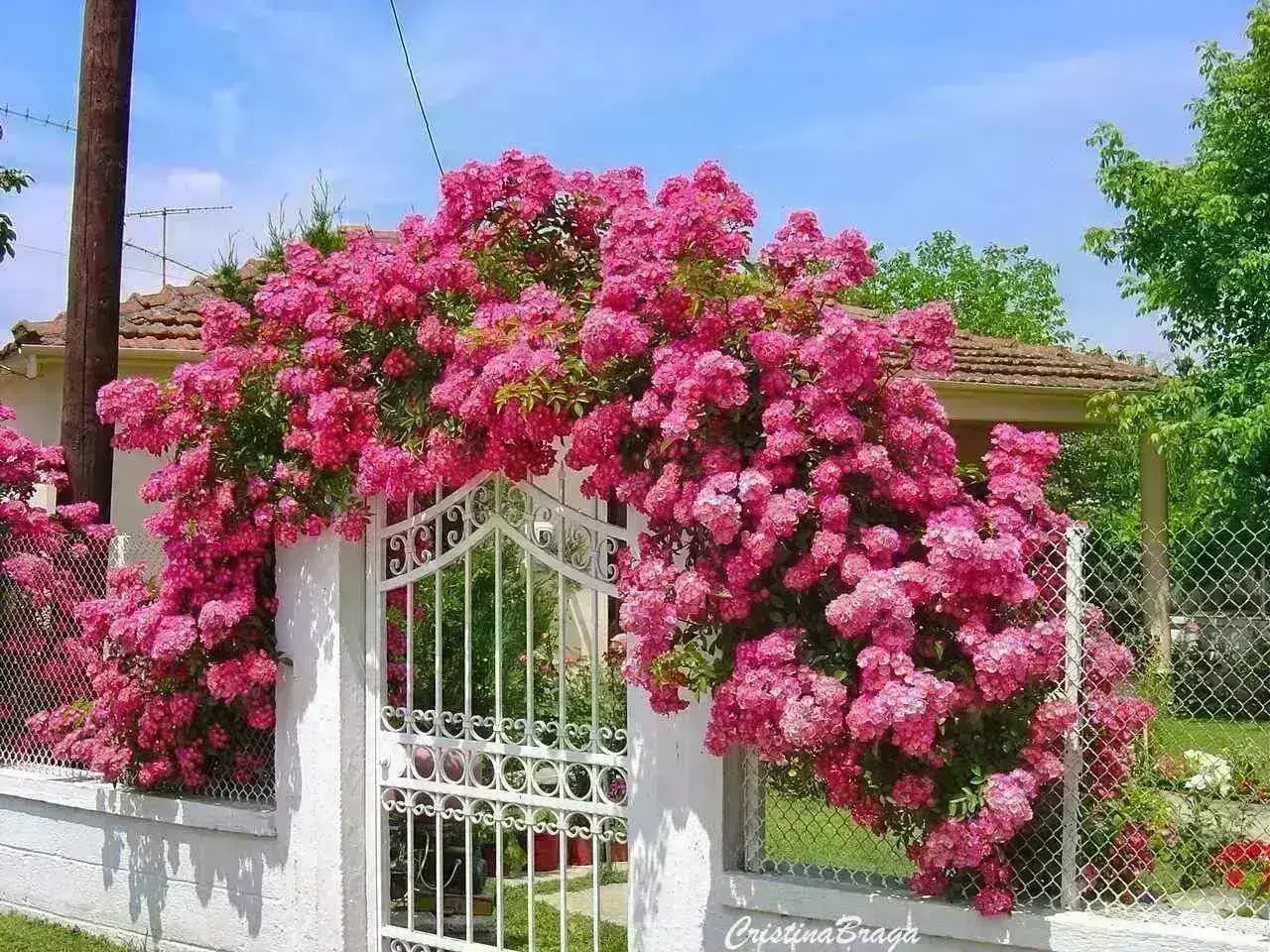 Rosa Trepadeira: Cultive a Beleza das Roseiras no Seu Jardim