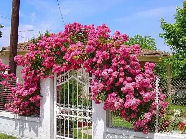 A rosa trepadeira encanta a decoração do portão de entrada