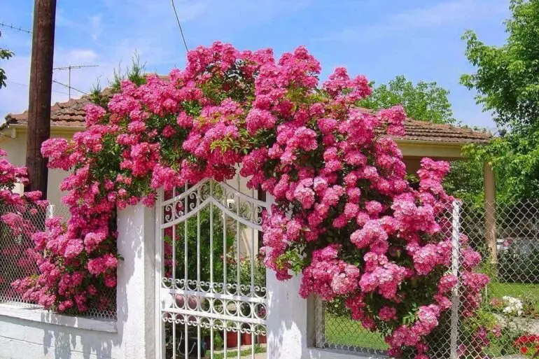 A rosa trepadeira encanta a decoração do portão de entrada