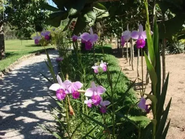 Calçada alegre com orquídea bambu cores