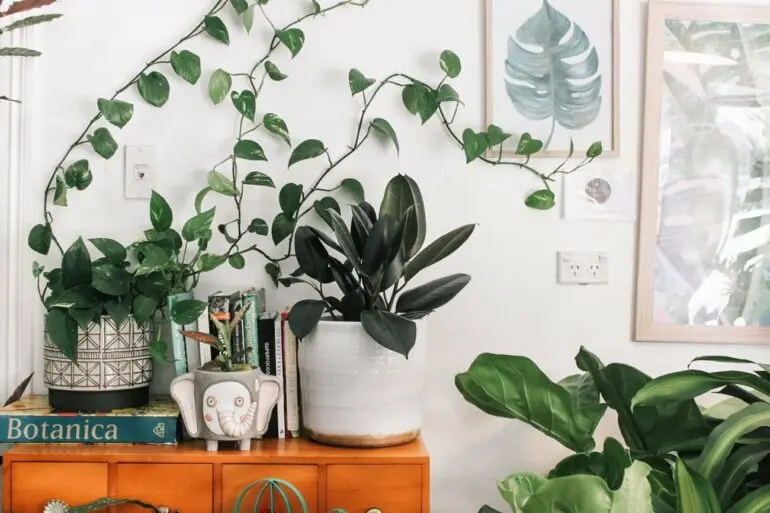 Conheça as melhores plantas para decorar a sala