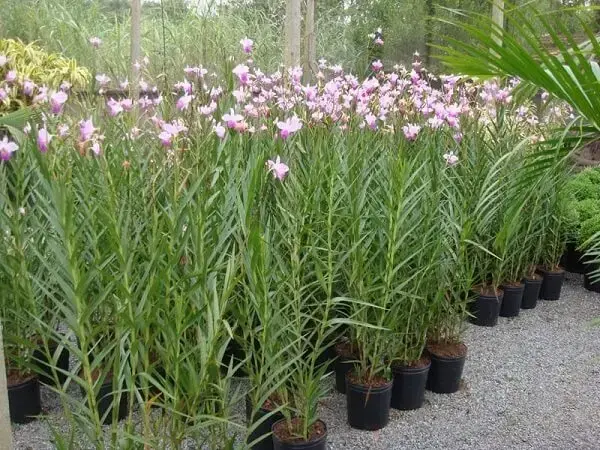 Cultive a orquídea bambu em pleno sol