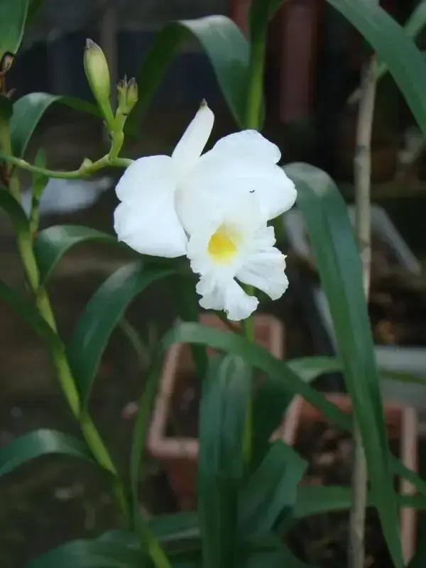 Cultivo no seu jardim uma linda orquídea bambu branca